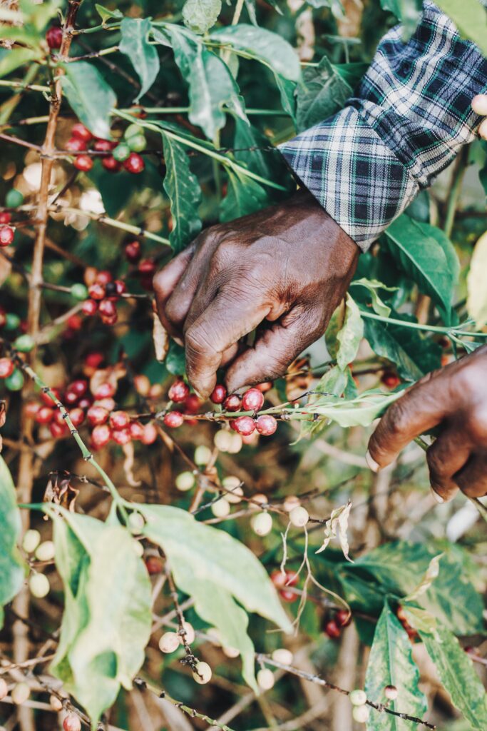 coffee harvesting