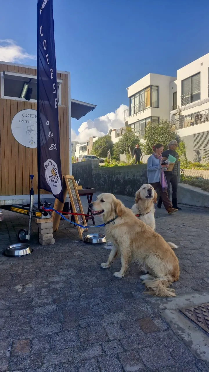 Two golden retrievers sitting beside the Apothecary Coffee trailer at Big Bay, apartment buildings and pedestrians in the background