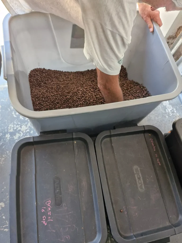 A hand reaching into a large bin of roasted coffee beans labelled with origin and date, doing a quality check